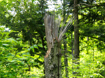 [Something must have snapped off most of the top half of a tree. There is a clear break at one section, but the rest of the tree splintered leaving strands of wood sticking up like a cowlick on a boy's head.]